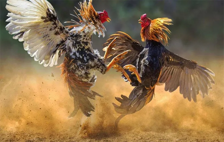 Bí Quyết Thắng Lớn Khi Tham Gia Cách Chơi Đá Gà WS168 Tại QQ88 Đỉnh Cao 1 Bí Quyết Thắng Lớn Khi Tham Gia Cách Chơi Đá Gà WS168 Tại QQ88 Đỉnh Cao